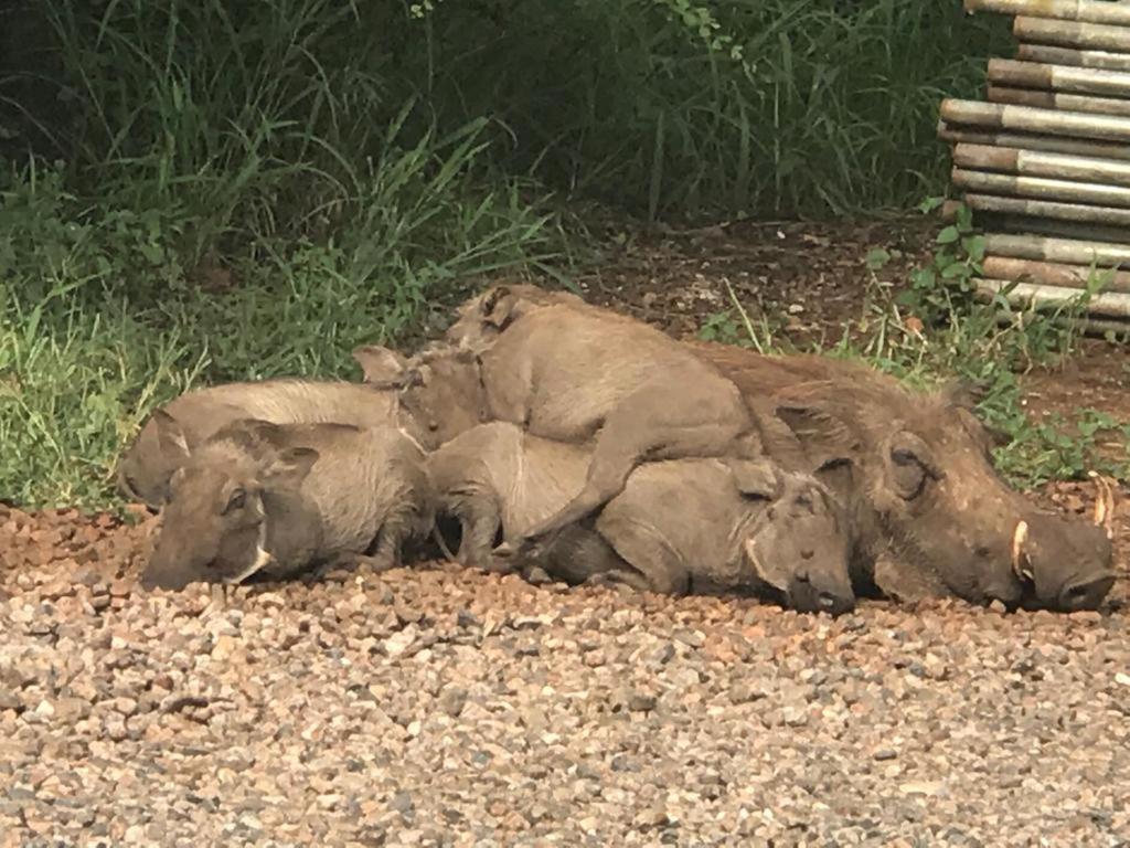 515 On Warthog By The River Марлот-Парк Экстерьер фото