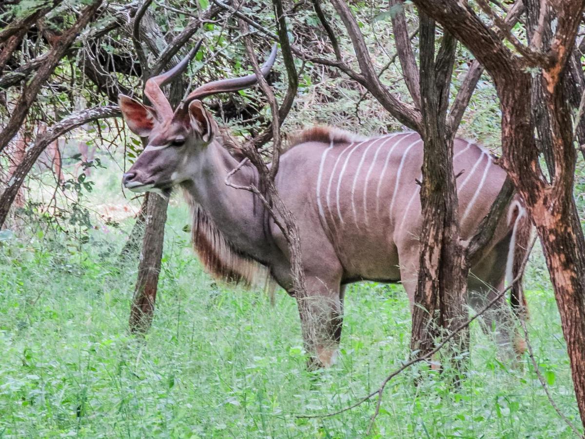 515 On Warthog By The River Марлот-Парк Экстерьер фото